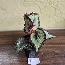 Load image into Gallery viewer, #B111 Begonia Unknown