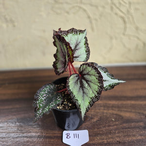 #B111 Begonia Unknown