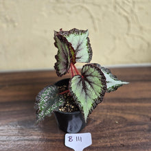 Load image into Gallery viewer, #B111 Begonia Unknown