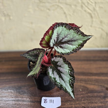Load image into Gallery viewer, #B111 Begonia Unknown