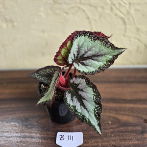#B111 Begonia Unknown