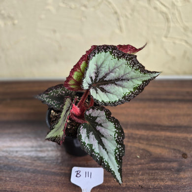 #B111 Begonia Unknown