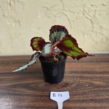Load image into Gallery viewer, #B111 Begonia Unknown