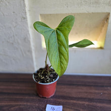 Load image into Gallery viewer, #14c Anthurium Truncicola x Forgetii