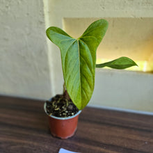 Load image into Gallery viewer, #14c Anthurium Truncicola x Forgetii