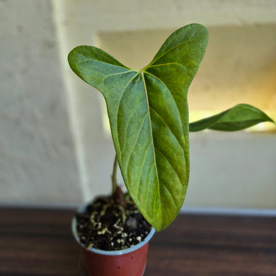 #14c Anthurium Truncicola x Forgetii
