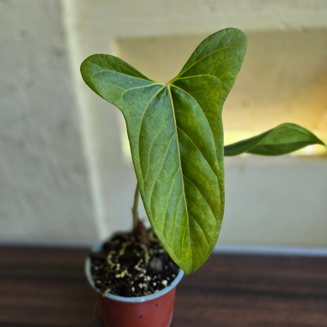 #14c Anthurium Truncicola x Forgetii
