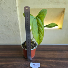 Load image into Gallery viewer, #14c Anthurium Truncicola x Forgetii