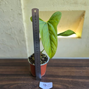 #14c Anthurium Truncicola x Forgetii