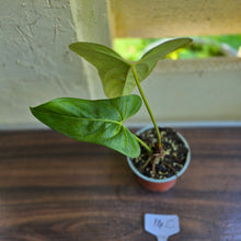 Load image into Gallery viewer, #14c Anthurium Truncicola x Forgetii
