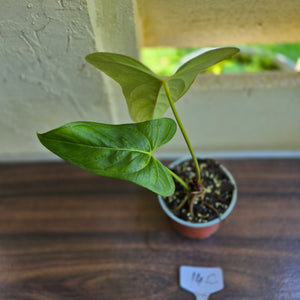 #14c Anthurium Truncicola x Forgetii