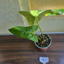 Load image into Gallery viewer, #14c Anthurium Truncicola x Forgetii