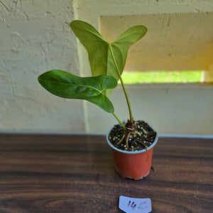 #14c Anthurium Truncicola x Forgetii