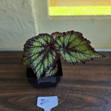 #B65 Begonia Unknown