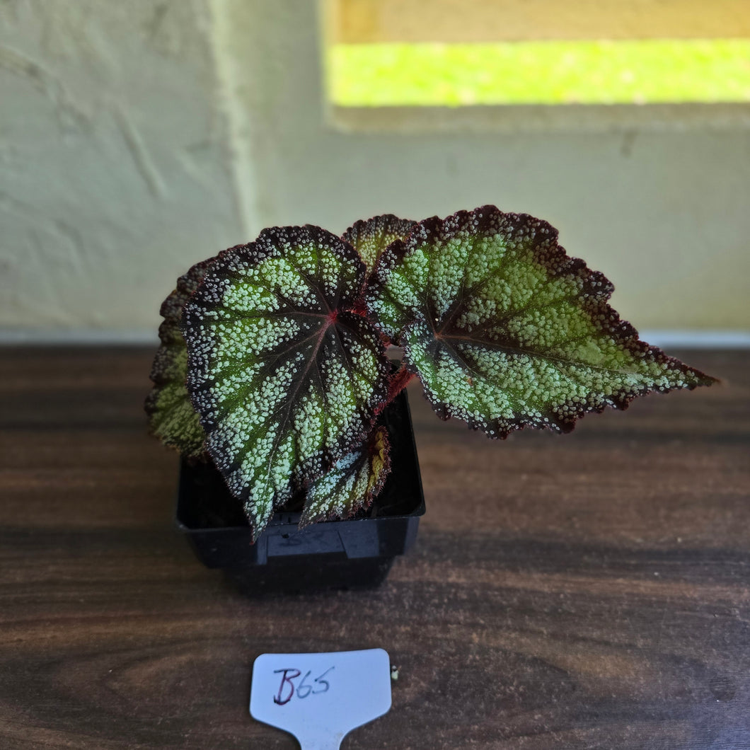 #B65 Begonia Unknown