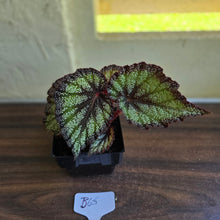 Load image into Gallery viewer, #B65 Begonia Unknown