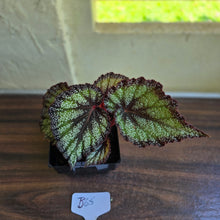 Load image into Gallery viewer, #B65 Begonia Unknown