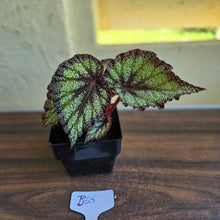 Load image into Gallery viewer, #B65 Begonia Unknown