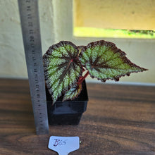 Load image into Gallery viewer, #B65 Begonia Unknown