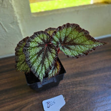 Load image into Gallery viewer, #B65 Begonia Unknown
