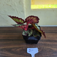 Load image into Gallery viewer, #B65 Begonia Unknown
