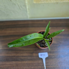 Load image into Gallery viewer, #H11 Anthurium Pseudospectabile x