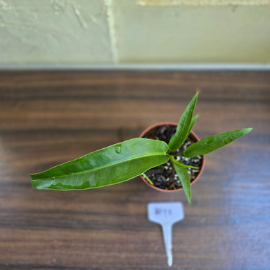 #H11 Anthurium Pseudospectabile x