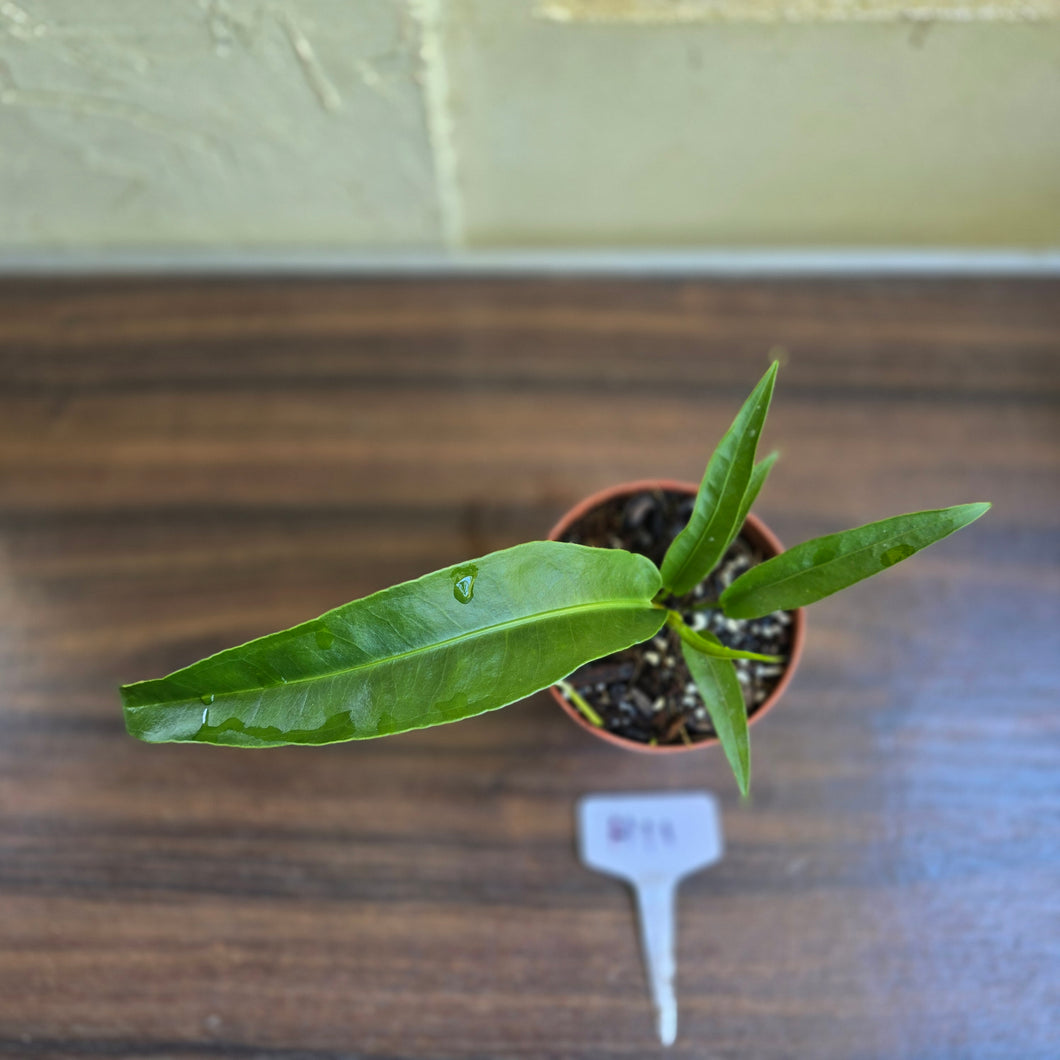 #H11 Anthurium Pseudospectabile x