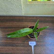 Load image into Gallery viewer, #H11 Anthurium Pseudospectabile x