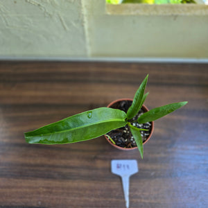 #H11 Anthurium Pseudospectabile x