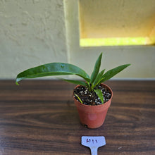 Load image into Gallery viewer, #H11 Anthurium Pseudospectabile x