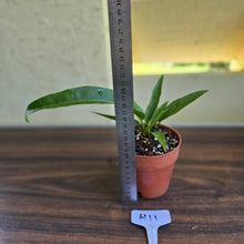 Load image into Gallery viewer, #H11 Anthurium Pseudospectabile x