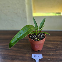 Load image into Gallery viewer, #H11 Anthurium Pseudospectabile x