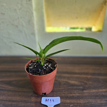 Load image into Gallery viewer, #H11 Anthurium Pseudospectabile x