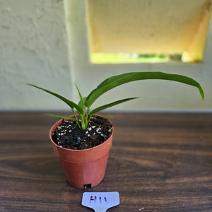#H11 Anthurium Pseudospectabile x