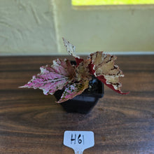 Load image into Gallery viewer, #H61 Begonia Unknown