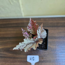 Load image into Gallery viewer, #H61 Begonia Unknown