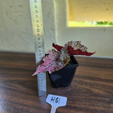 Load image into Gallery viewer, #H61 Begonia Unknown