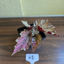 Load image into Gallery viewer, #H61 Begonia Unknown