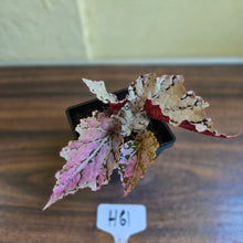 Load image into Gallery viewer, #H61 Begonia Unknown