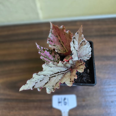 #H61 Begonia Unknown