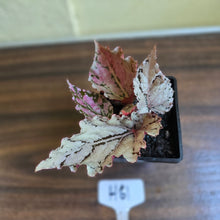 Load image into Gallery viewer, #H61 Begonia Unknown