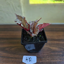 Load image into Gallery viewer, #H61 Begonia Unknown