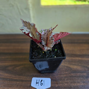 #H61 Begonia Unknown