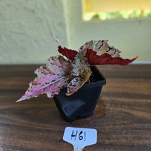 Load image into Gallery viewer, #H61 Begonia Unknown
