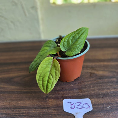 #B30 Anthurium Radicans