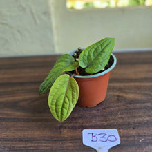 Load image into Gallery viewer, #B30 Anthurium Radicans