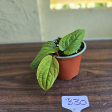 Load image into Gallery viewer, #B30 Anthurium Radicans