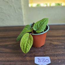 Load image into Gallery viewer, #B30 Anthurium Radicans