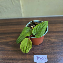 Load image into Gallery viewer, #B30 Anthurium Radicans